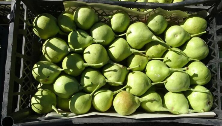 Malatya’da tescilli armut hasadı başladı: Kilosu 70 TL’den alıcı buluyor