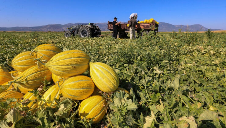 Manisa’da Kırkağaç kavununda hasat sürüyor