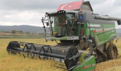 Manyas Ovası’nda hasat başladı: 100 bin dekarda üretiliyor!