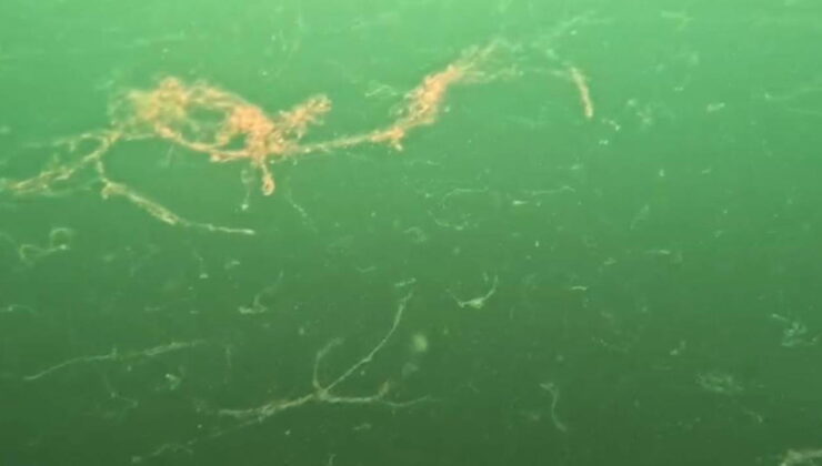 Marmara Denizi’nde alarm: Müsilaj kabusu geri döndü!