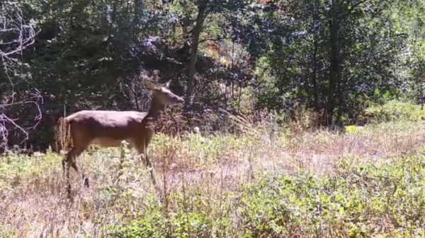 Milli parkta kızılgeyik fotokapana yakalandı