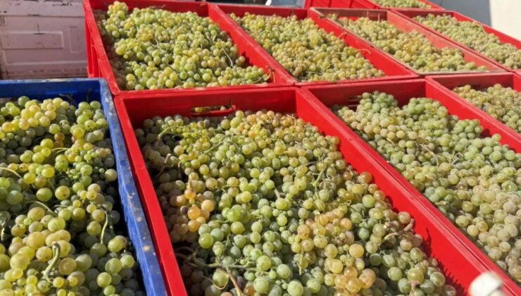 Narince üzümünü don vurdu: Rekolte yüzde 80 düştü