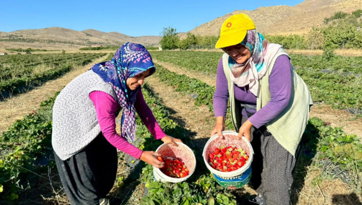 Niğde’de çilek hasadı bereketli başladı