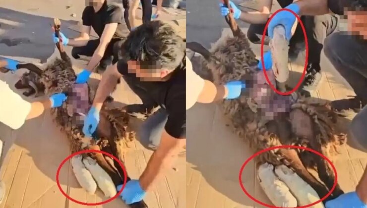 Ölü koyunun karnında uyuşturucu sevkiyatı!