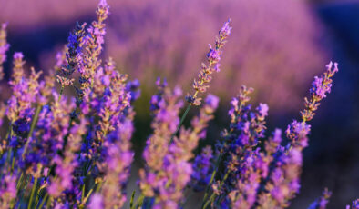 Sadece koklanmıyor: Hem göze hem mideye hitap eden çiçekler