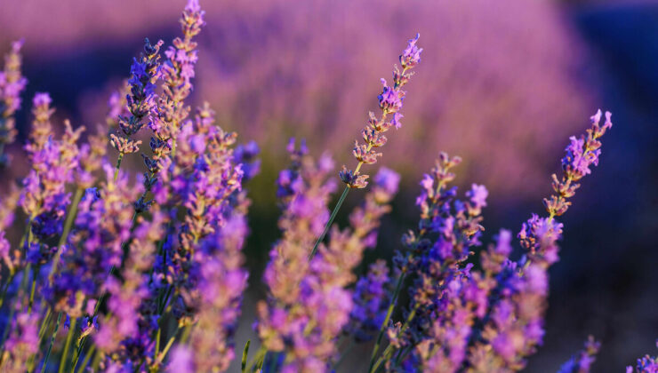 Sadece koklanmıyor: Hem göze hem mideye hitap eden çiçekler