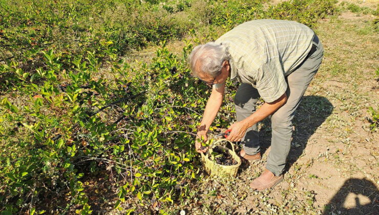 Sakarya’nın 12 ilçesinde yetiştiriliyor:  ‘Süper meyve’de hasat zamanı