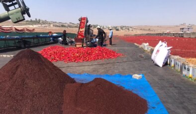 Şanlıurfa’da acı hasat başladı: Kilosu 400 lira