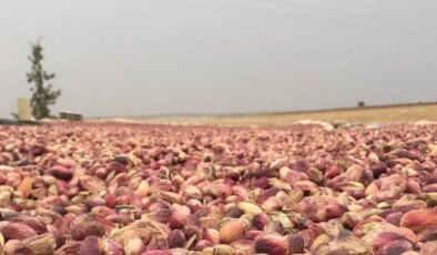 Şanlıurfa’da düşük rekolte: Fiyatlar iki katına çıktı