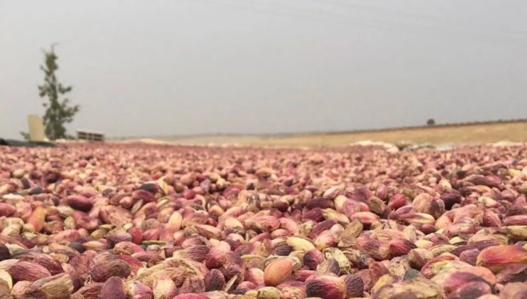 Şanlıurfa’da düşük rekolte: Fiyatlar iki katına çıktı