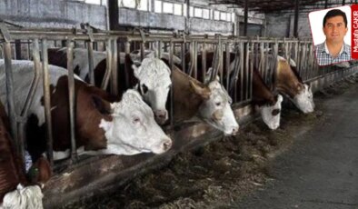 Şap aşılarıyla ilgili ağır iddialar TBMM gündemine taşındı: Yanıt bekleyen sorular