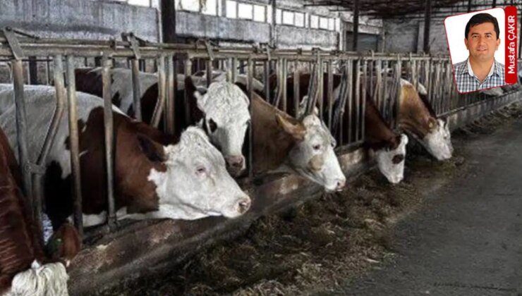 Şap aşılarıyla ilgili ağır iddialar TBMM gündemine taşındı: Yanıt bekleyen sorular