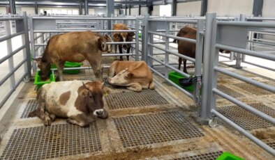 Şap hastalığı dolayısıyla 6 ilde kapatılan hayvan pazarları açılacak