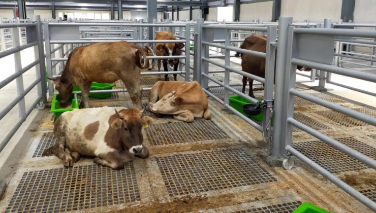 Şap hastalığı dolayısıyla 6 ilde kapatılan hayvan pazarları açılacak