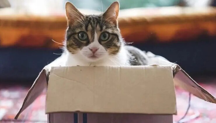 Sebebi belli oldu: Kediler kutulara neden bayılıyor?