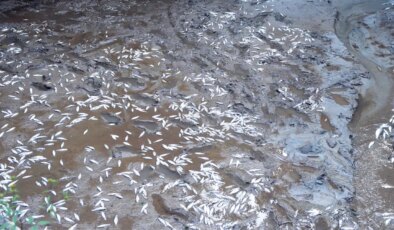 Selin vurduğu tesiste alabalıkların ‘oksijen’ mücadelesi!