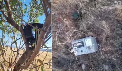 Ses düzeneğiyle bıldırcınları avlayan kaçak avcı fotokapanla yakalandı