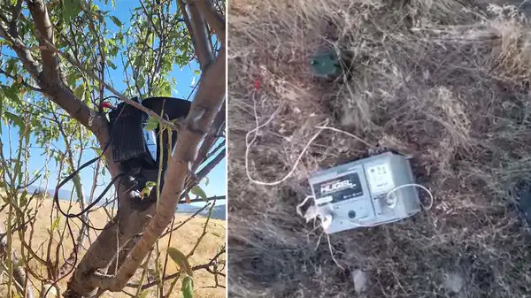 Ses düzeneğiyle bıldırcınları avlayan kaçak avcı fotokapanla yakalandı