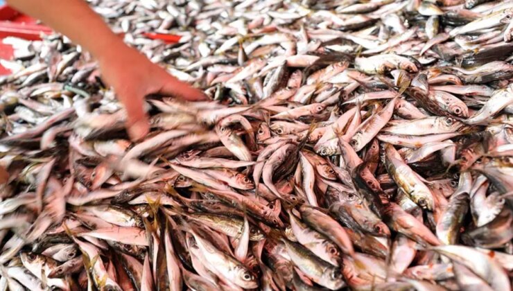 Sezon açıldı, tezgahlarda hamsi ve istavrit bolluğu