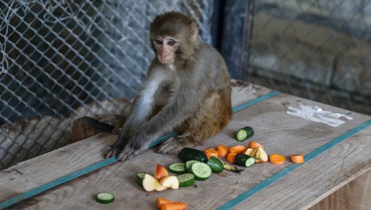 Şiddet gören maymun ‘Şeker’, Mersin’de yeni hayatına başlıyor