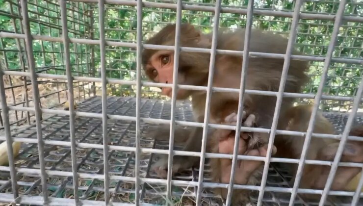 Şiddet gören maymun, Tarsus Doğa Parkı’na gönderilecek