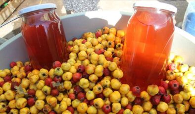 Şifa hasadı başladı: Kilosu 200 TL