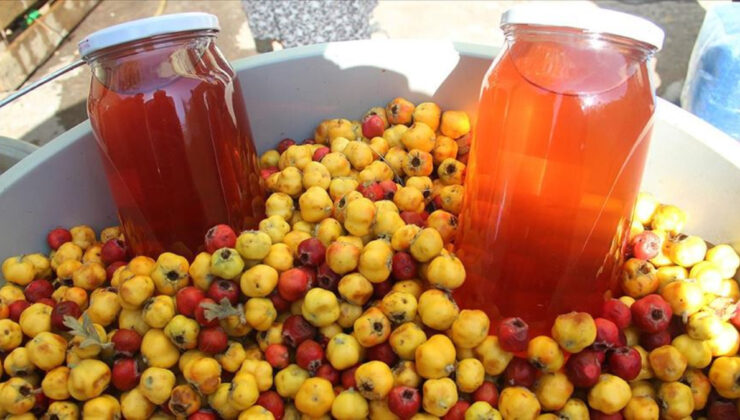 Şifa hasadı başladı: Kilosu 200 TL