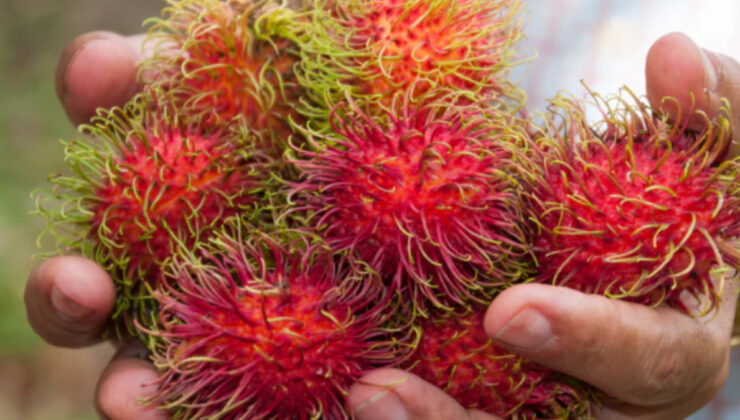 Sindirimden kalbe: Rambutanın sağlığa faydaları