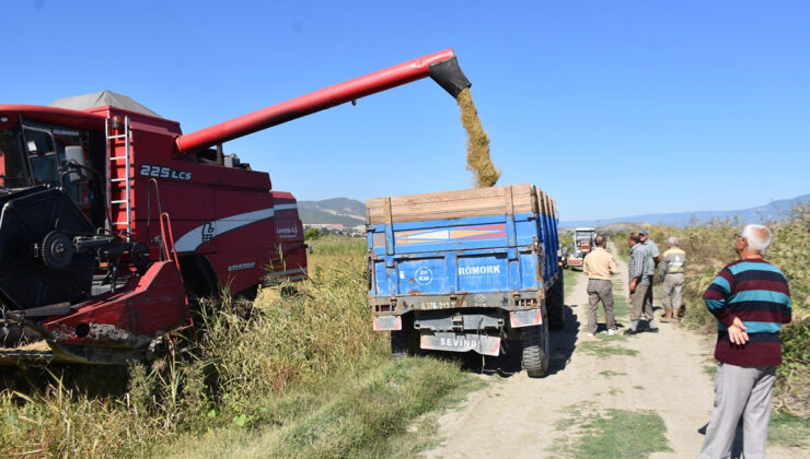 Sinop’ta 17 bin 484 dekar alanda çeltik hasadı