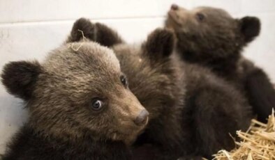 Site sakinlerine ‘yavru ayı’ uyarısı