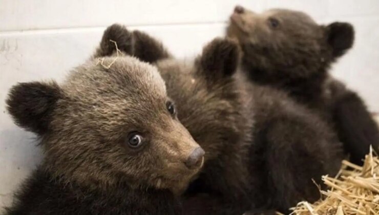 Site sakinlerine ‘yavru ayı’ uyarısı