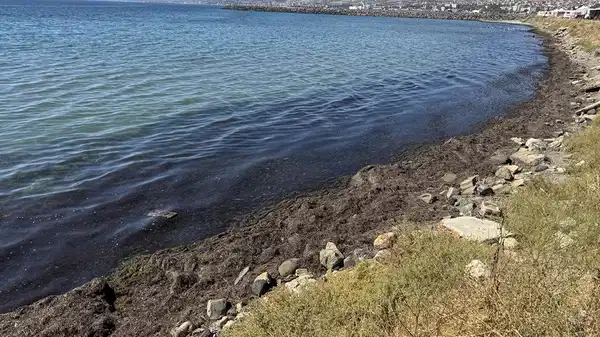 Tekirdağ kıyılarını yosun kapladı