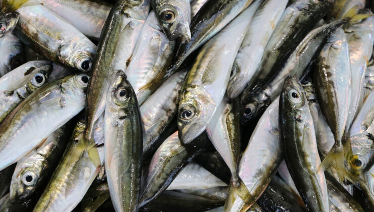 Tekirdağ’da tezgahları istavrit süslüyor