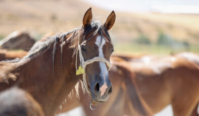 TİGEM, açık artırmayla satacak! Her biri servet değerinde