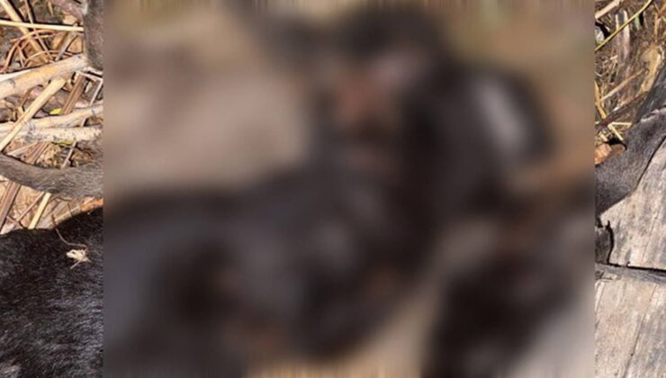 Tokat’ta 4 yavru köpeğin ölüm nedeni belli oldu