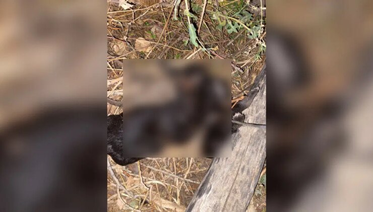 Tokat’ta vahşet; 3 yavru köpek birbirlerine iple bağlanarak boğulmuş halde bulundu