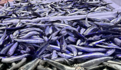 Trabzon’da hamsi bolluğu yaşanıyor