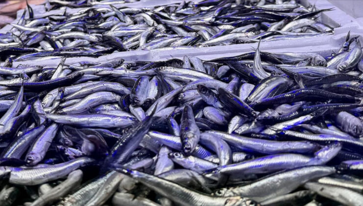 Trabzon’da hamsi bolluğu yaşanıyor