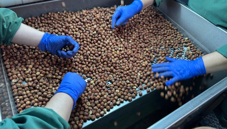 Türk fındığı geçen sezon 124 ülkede alıcı buldu