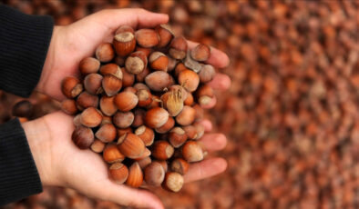 Türkiye fındık ihracatından 8 ayda 1,5 milyar dolar gelir sağladı