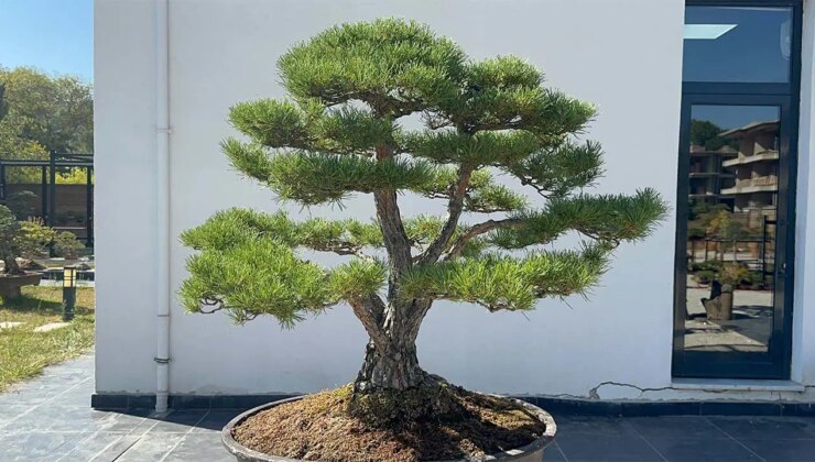 Türkiye’nin ilk, Avrupa’nın en büyük Bonsai Müzesi’ne ilgi: 3 eser ‘The Trophy’de sergilenecek