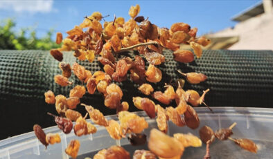 Türkiye’nin kuru üzüm ihracatı 546,5 milyon dolarla rekor kırdı