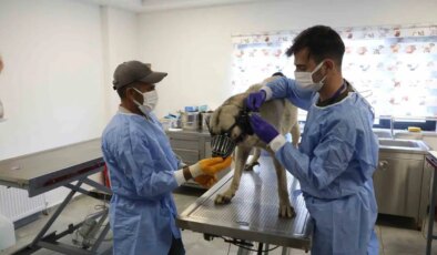 Uyuz tanısı konulan 50 köpek tedavi altına alındı