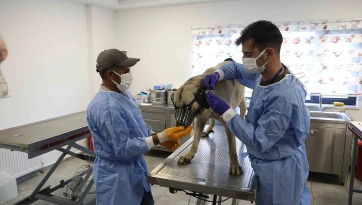 Uyuz tanısı konulan 50 köpek tedavi altına alındı