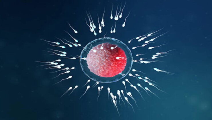 Uzmanı açıkladı: Sperm sayısındaki düşüşte en büyük faktör nedir?