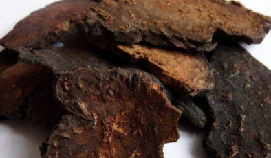 Uzun ömürle ilgisi var: Fo-Ti bitkisi