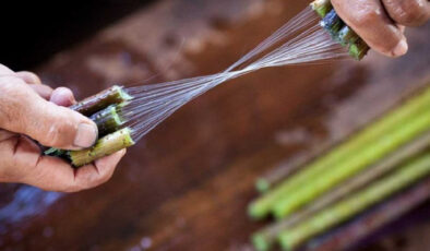 Yalnızca birkaç ülkede yetişiyor! Dünyanın en pahalı kumaşı oluyor, metresi 79 bin TL’den satılıyor