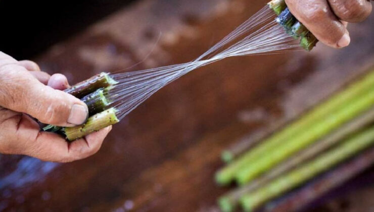 Yalnızca birkaç ülkede yetişiyor! Dünyanın en pahalı kumaşı oluyor, metresi 79 bin TL’den satılıyor