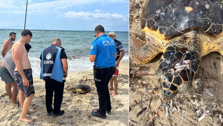 Yaralı caretta caretta tedaviye alındı