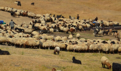 Yayla sezonu kapanıyor: Besiciler, soğuyan havayla birlikte yaylaları terk ediyor